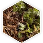prostavive_ingredients_nettle_root